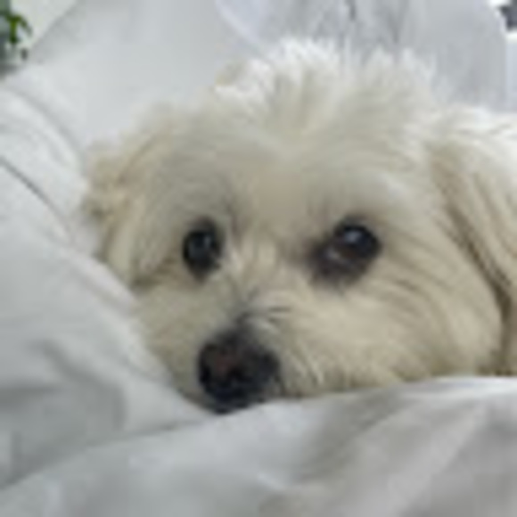 Meet your Posher, Yj - Picture 1 of 1